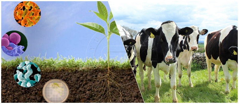 Cow manure to biofertilizer making